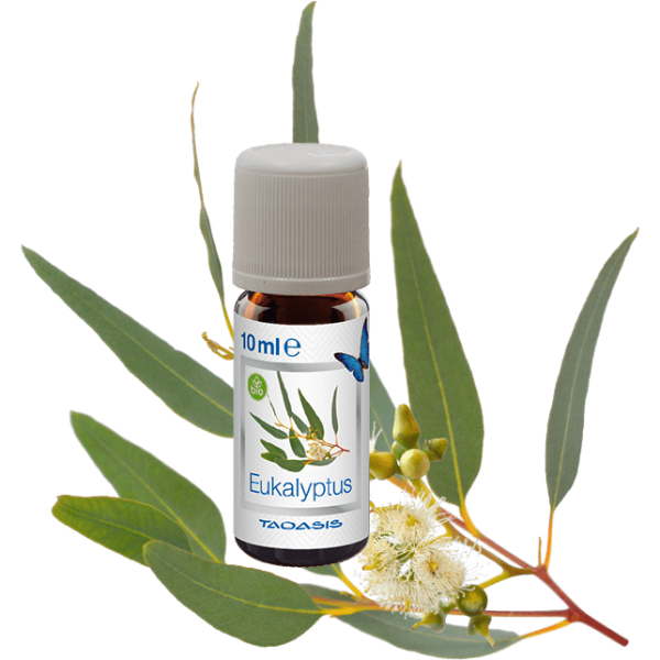 3x10ml – eukaliptus